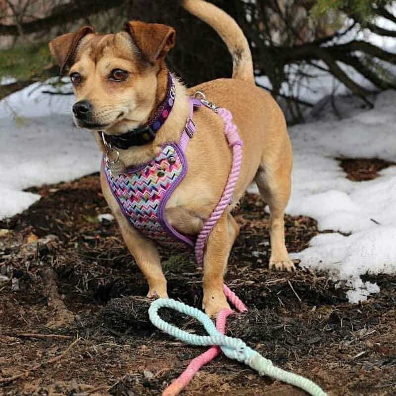 Unicorn Rope Dog Leash