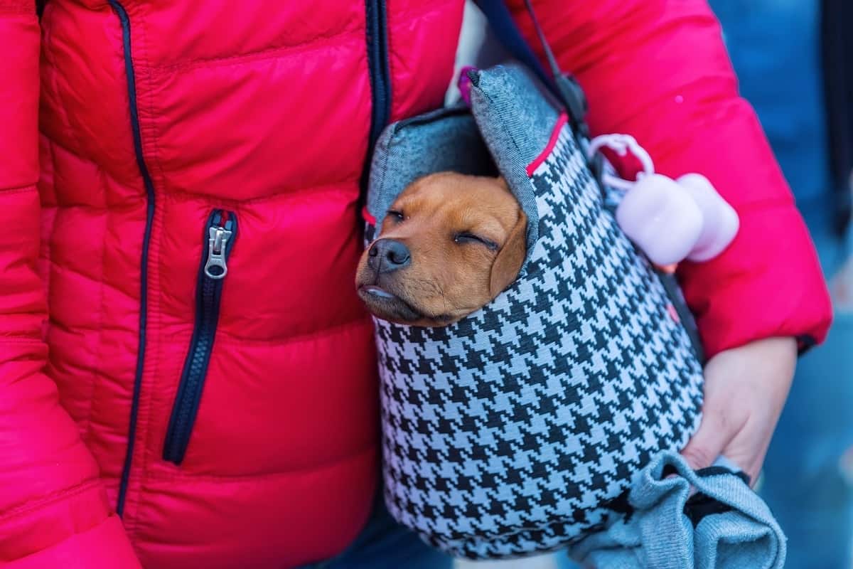 dog carrier sling