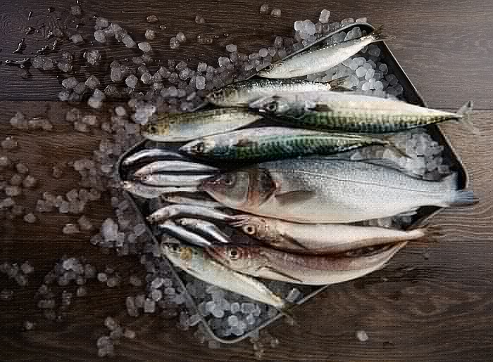 good-fish-oil-supplements-for-dogs